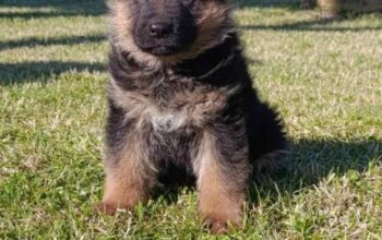 Nemački Ovčar prelepi štenci