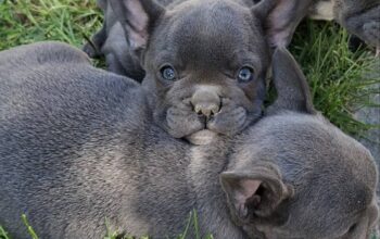 Francuski Buldog sky blue štenci