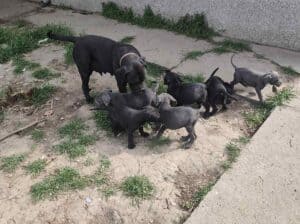 Cane Corso štenci