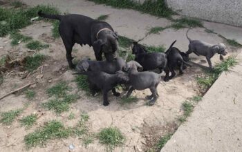 Cane Corso štenci