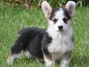 Velski korgi/Welsh Corgi Pembroke štenci