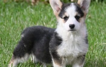 Velski korgi/Welsh Corgi Pembroke štenci