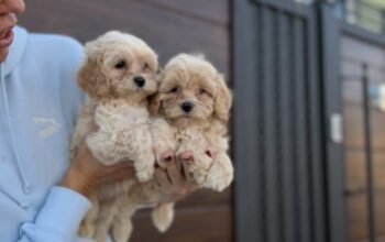 Maltipoo vrhunske genetike