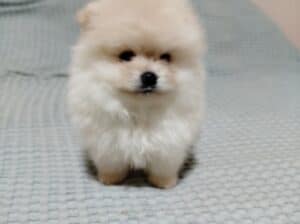 Prelepi Boo medvedici 