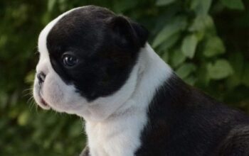 Prelepi štenci Boston terijera
