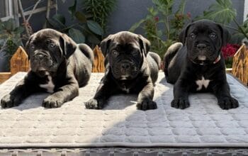 Crni Cane Corso štenci – rezervacije u toku
