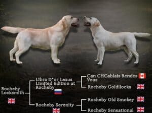 Stenci Labrador retrivera 