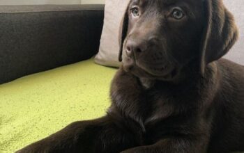 Labrador retriver, čokoladni štenci