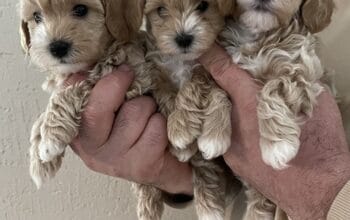 Mini maltipoo