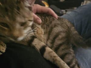 Poklanjam muško mače