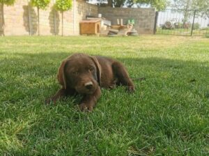 Čokoladni labrador 