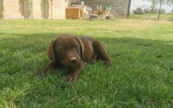 Čokoladni labrador 