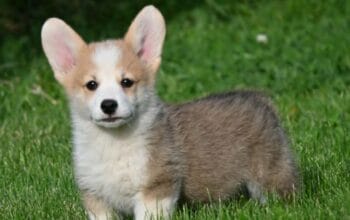 Velski korgi/Welsh Corgi Pembroke