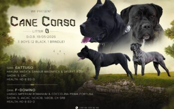Kane Korso prelepi štenci