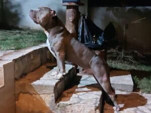American Bully XL, Američki Buli