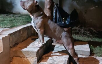 American Bully XL, Američki Buli