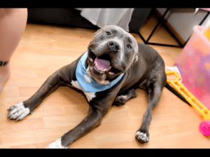 American Bully XL, Američki Buli štenci