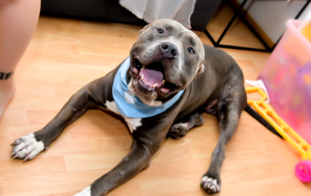 American Bully XL, Američki Buli štenci