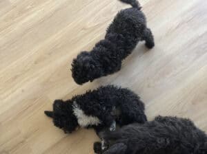 Stenci Lagotto Romagnolo na prodaju