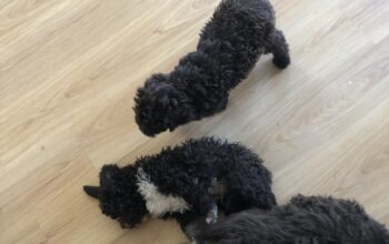 Stenci Lagotto Romagnolo na prodaju