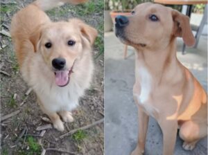 Dva muzjaka starosti osam meseci traze dom,Valjevo