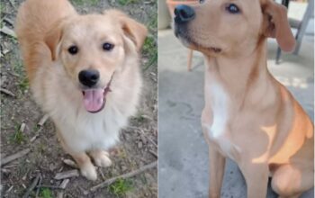 Dva muzjaka starosti osam meseci traze dom,Valjevo