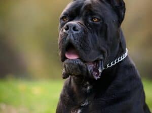 Cane Corso mužjak na prodaju