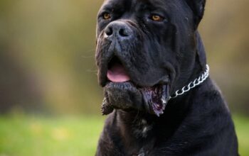 Cane Corso mužjak na prodaju
