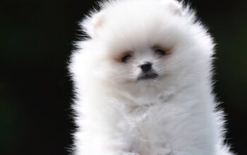 Pomeranac BOO prelepi štenci