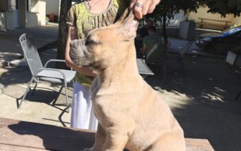 Cane Corso prelepi štenci