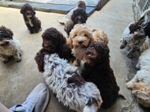 Lagotto Romagnolo štenci
