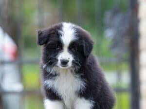 Border Collie Border Koli štenci