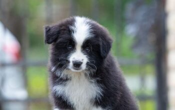 Border Collie Border Koli štenci