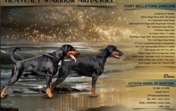 Doberman stenci