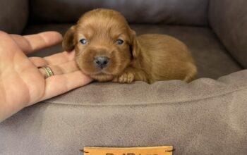 Cockapoo