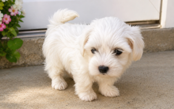 Mini Maltezeri