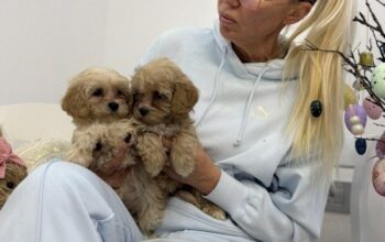 Maltipoo vrhunske genetike na prodaju