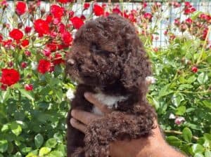 Lagoto Romanjolo (Lagotto Romagnolo)