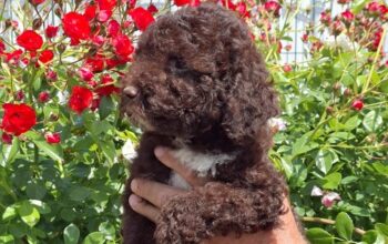Lagoto Romanjolo (Lagotto Romagnolo)