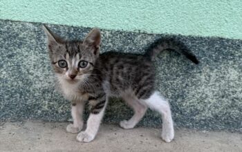 Poklanjamo male domaće mačiće
