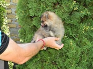 Pomeranac Boo medvedići, Pomeranski špic štenci