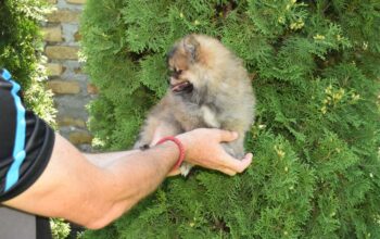 Pomeranac Boo medvedići, Pomeranski špic štenci