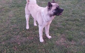 Američka akita, parenje