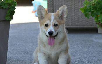 Velški korgi/Welsh Corgi Pembroke