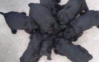 Na prodaju štenci velkog šnaucera