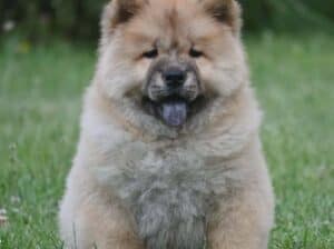 Chow Chow Cau Cau Čau Čau