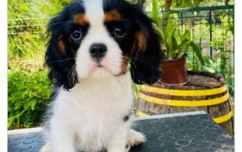 Štenci Cavalier King Charles Spaniel