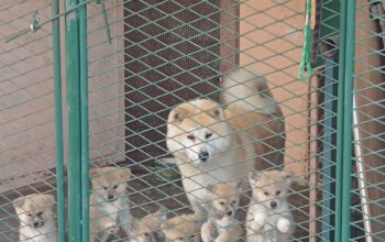 Japanska Akita štenci na prodaju