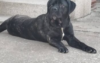 Kane korso mužjak 9 meseci