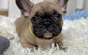 Francuski Buldog prelepi štenci